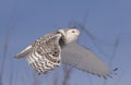 A Snowy owl Bubo scandiacus isolated against a blue sky flies high hunting over an open snowy field in Ottawa, Canada Royalty Free Stock Photo