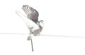 A Snowy owl Bubo scandiacus isolated on white background perched on a fenceline hunting in winter in Ottawa, Canada Royalty Free Stock Photo