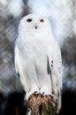 The Snowy Owl (Bubo scandiacus) Royalty Free Stock Photo