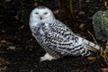 The Snowy Owl, Bubo scandiacus is a large, white owl of the owl family Royalty Free Stock Photo