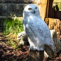 The Snowy Owl, Bubo scandiacus is a large, white owl of the owl family Royalty Free Stock Photo