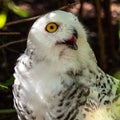 The Snowy Owl, Bubo scandiacus is a large, white owl of the owl family Royalty Free Stock Photo
