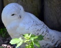 Snowy owl Bubo scandiacus is a large, white owl of the typical owl family. Royalty Free Stock Photo