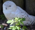 Snowy owl Bubo scandiacus is a large, white owl of the typical owl family.