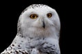 Snowy Owl - Bubo scandiacus, a large, white owl of the typical owl family. Snowy owls are native to Arctic regions in North Royalty Free Stock Photo