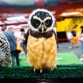 Snowy Owl - Bubo scandiacus, a large, white owl of the typical owl family. Snowy owls are native to Arctic regions Royalty Free Stock Photo