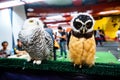 Snowy Owl - Bubo scandiacus, a large, white owl of the typical owl family. Snowy owls are native to Arctic regions