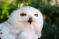 The snowy owl Bubo scandiacus is a large, white owl. Snowy owls are native to Arctic regions in North America and Eurasia