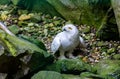 The snowy owl (Bubo scandiacus) is a large, white owl of the true owl family Royalty Free Stock Photo