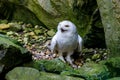 The snowy owl (Bubo scandiacus) is a large, white owl of the true owl family Royalty Free Stock Photo