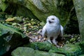 The snowy owl (Bubo scandiacus) is a large, white owl of the true owl family Royalty Free Stock Photo