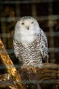 Snowy owl