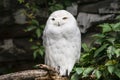 The snowy owl Bubo scandiacus is a large, white owl of the true owl family. Royalty Free Stock Photo