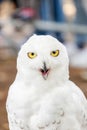 Snowy Owl - Bubo scandiacus Royalty Free Stock Photo