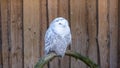 The Snowy Owl, Bubo scandiacus is a large, white owl of the typical owl family. Snowy owls are native to Arctic regions