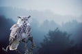 The Snowy Owl, Bubo scandiacus is a large, white owl of the typical owl family. Snowy owls are native to Arctic regions in North Royalty Free Stock Photo