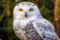 The snowy owl, Bubo scandiacus, is a large white owl from the typical owl family