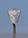 A Snowy owl Bubo scandiacus mal flying low and hunting over a snow covered field in Ottawa, Canada Royalty Free Stock Photo