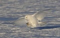 A Snowy owl Bubo scandiacus mal flying low and hunting over a snow covered field in Ottawa, Canada Royalty Free Stock Photo