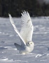 A Snowy owl Bubo scandiacus male flies low hunting over an open sunny snowy cornfield in Ottawa, Canada Royalty Free Stock Photo