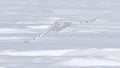 A Snowy owl Bubo scandiacus male flies low hunting over an open sunny snowy cornfield in Ottawa, Canada Royalty Free Stock Photo