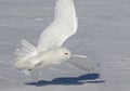 A Snowy owl Bubo scandiacus male flies low hunting over an open sunny snowy cornfield in Ottawa, Canada Royalty Free Stock Photo