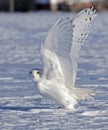 A Snowy owl Bubo scandiacus male flying low and hunting over a snow covered field in Ottawa, Canada Royalty Free Stock Photo