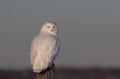 A Snowy owl Bubo scandiacus male perched on a wooden post at sunset in winter in Ottawa, Canada Royalty Free Stock Photo