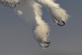 A Snowy owl Bubo scandiacus male takes off with deadly sharp talons as he flies low hunting over an open sunny snowy cornfield i Royalty Free Stock Photo