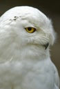 Snowy Owl (Bubo scandiacus, Nyctea scandiaca)