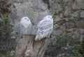 Snowy owl Bubo scandiacus or Nyctea scandiaca sitting on a stick