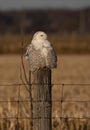 A Snowy owl Bubo scandiacus perched on a post at sunset hunting in winter in Ottawa, Canada