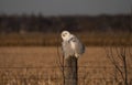 A Snowy owl Bubo scandiacus perched on a post at sunset hunting in winter in Ottawa, Canada