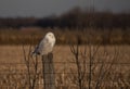 A Snowy owl Bubo scandiacus perched on a post at sunset hunting in winter in Ottawa, Canada