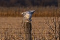 A Snowy owl Bubo scandiacus perched on a post at sunset hunting in winter in Ottawa, Canada