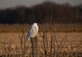 A Snowy owl Bubo scandiacus perched on a post at sunset hunting in winter in Ottawa, Canada