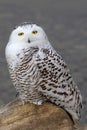 Snowy owl Bubo scandiacus perched on a rock in winter in Canada