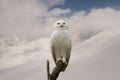 Snowy Owl, Bubo scandiacus, perched on tree in a winter landscape Royalty Free Stock Photo