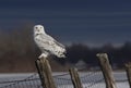 A Snowy owl Bubo scandiacus perched on a wooden post at sunset in winter in Ottawa, Canada Royalty Free Stock Photo