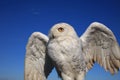 Snowy Owl Bubo scandiacus closeup Royalty Free Stock Photo