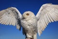 Snowy Owl Bubo scandiacus on Protective Glove