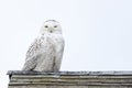 Snowy owl Bubo scandiacus sitting on a rooftop Royalty Free Stock Photo