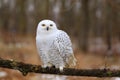 Snowy owl Bubo scandiacus.