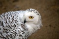 Snowy Owl (Bubo scandiacus) spotted outdoors