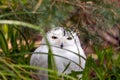 Snowy Owl (Bubo scandiacus) spotted outdoors