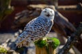 Snowy Owl (Bubo scandiacus) spotted outdoors