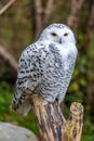 Snowy Owl (Bubo scandiacus) spotted outdoors