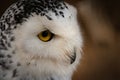 Head shot of Snowy Owl  Bubo scandiacus  Strigidae  against golden blurred background Royalty Free Stock Photo