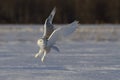 A Snowy owl Bubo scandiacus taking off hunting at sunset over a snow covered field in Canada