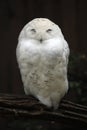 Snowy owl (Bubo scandiacus). Royalty Free Stock Photo